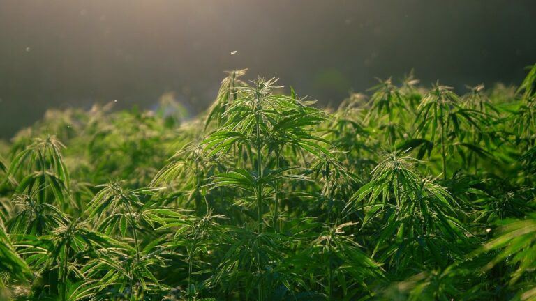 cannabis plants in field